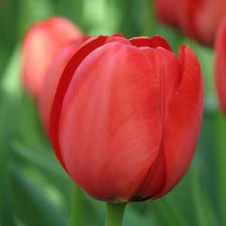 Tulip  Darwin hybrid 'Apeldoorn'